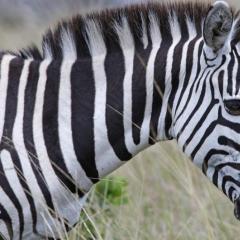 Кто такая зебра, какого она цвета и где обитает?